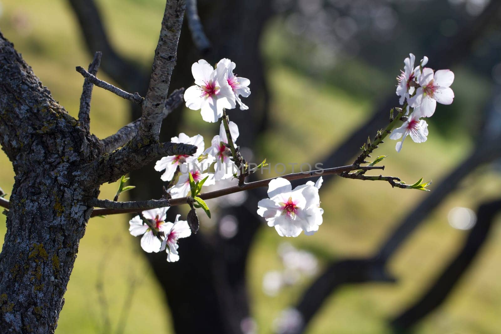 Close view detail of almond tree blossoms in the nature.