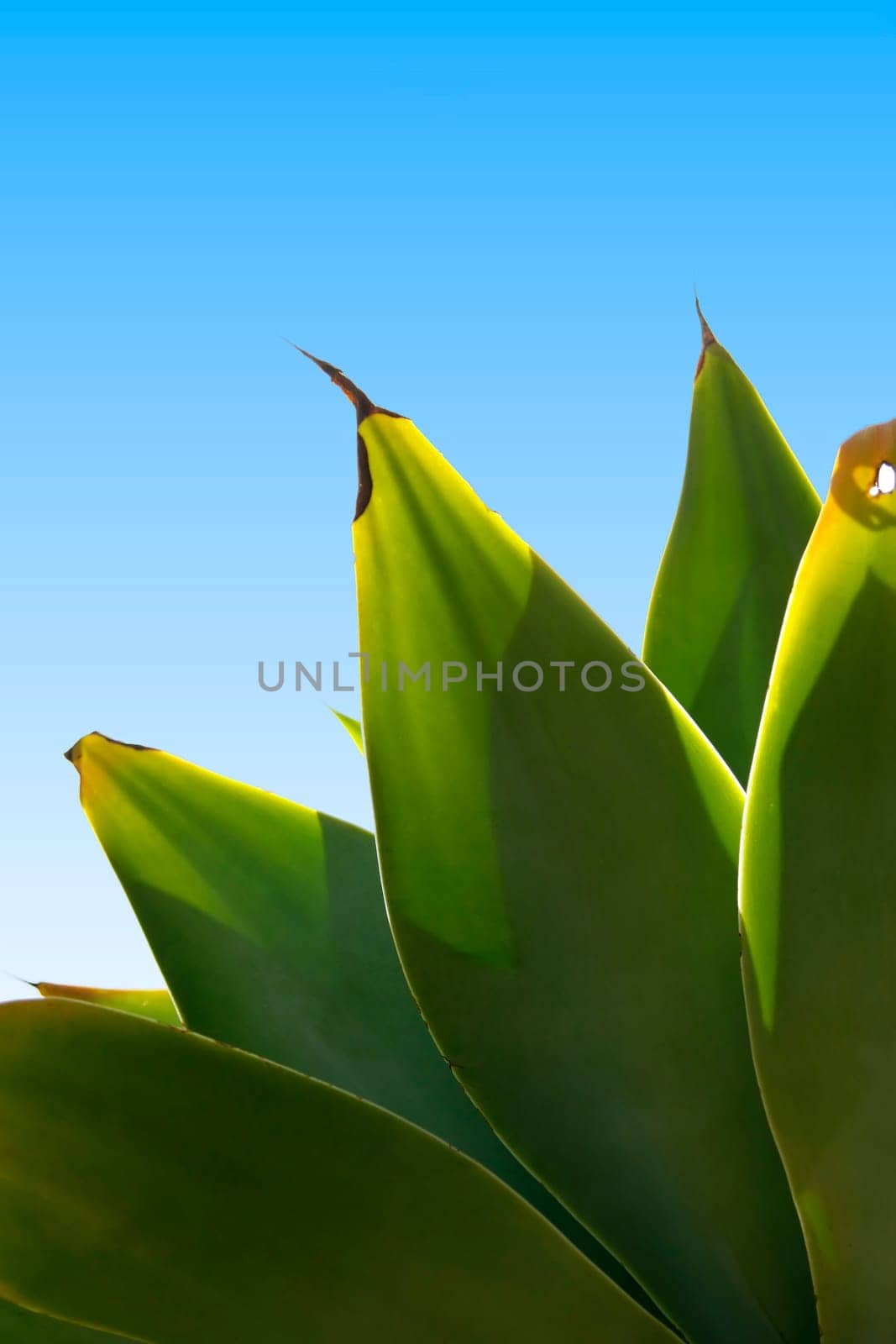 View of some cactus leafs pointing at the blue sky.