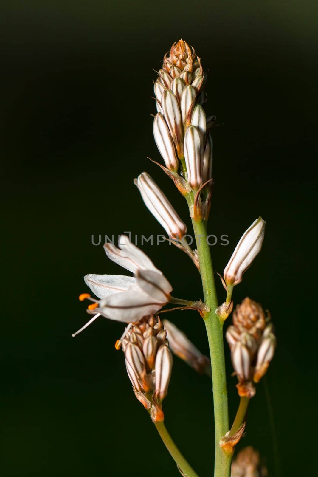 Close view detail of the beautiful wildflower asphodel.