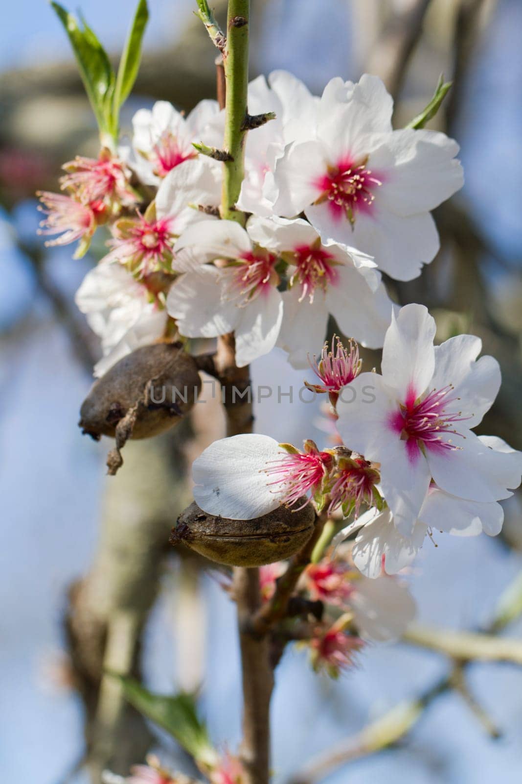 Close view detail of almond tree blossoms in the nature.