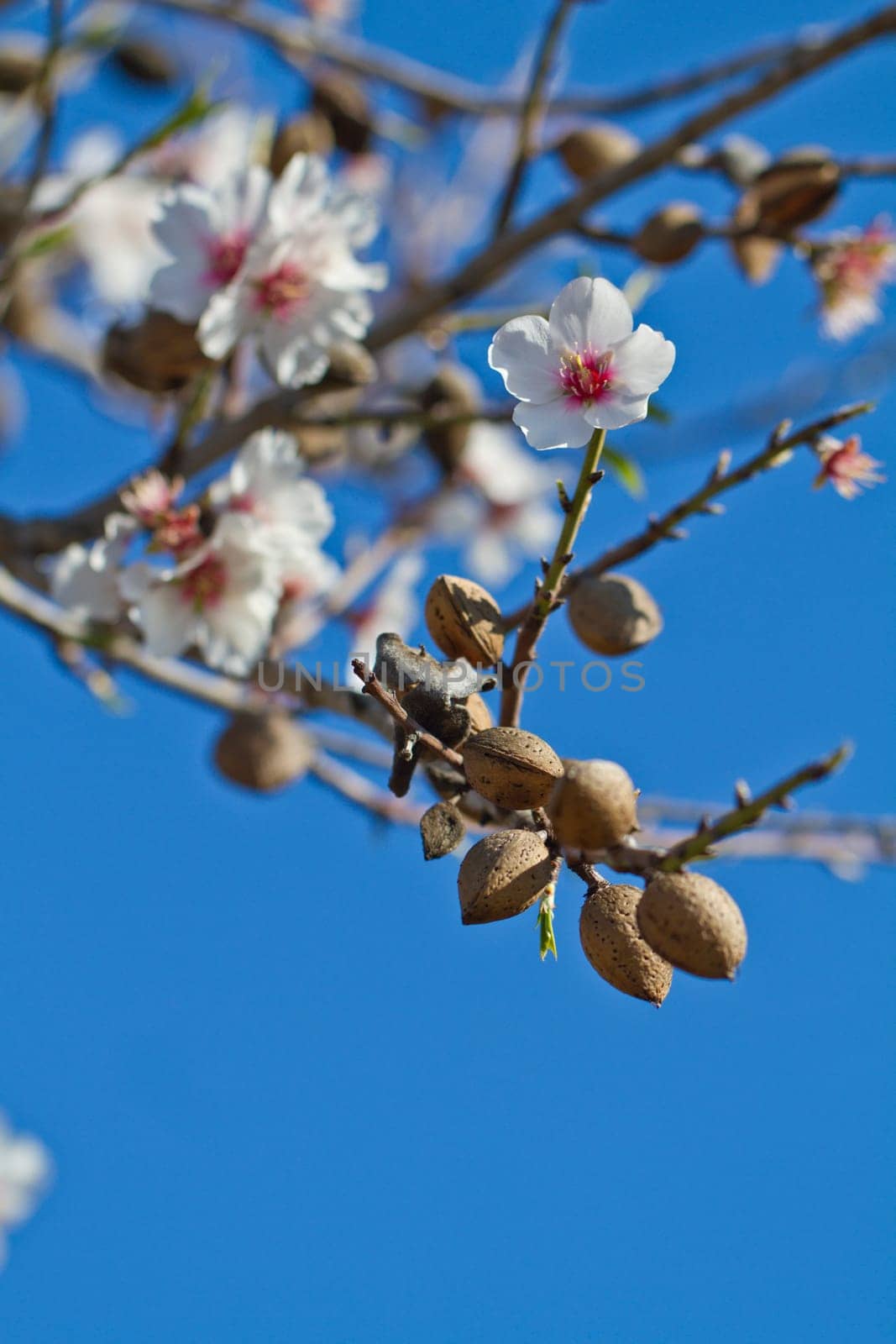 Close view detail of almond tree blossoms in the nature.