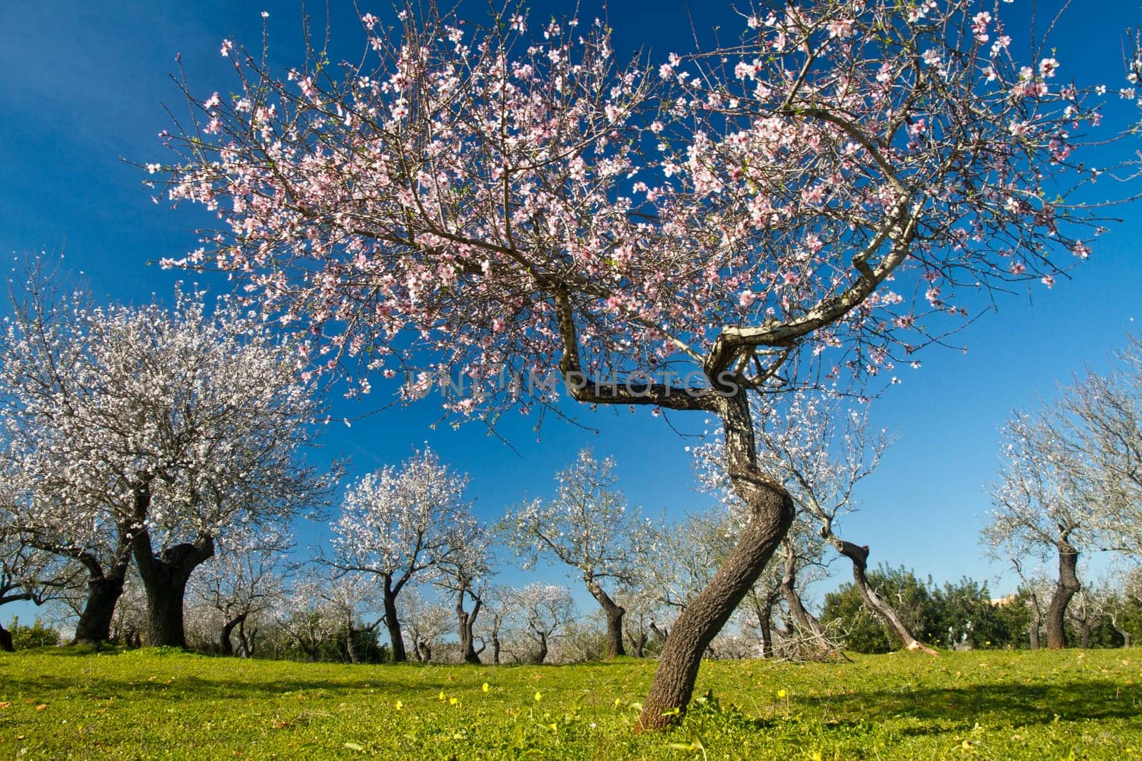 Close view detail of almond tree blossoms in the nature.
