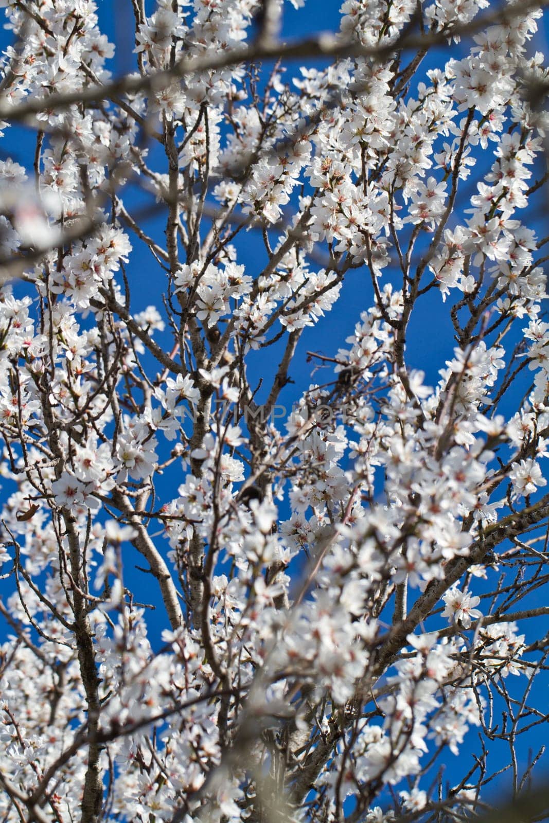 Close view detail of almond tree blossoms in the nature.