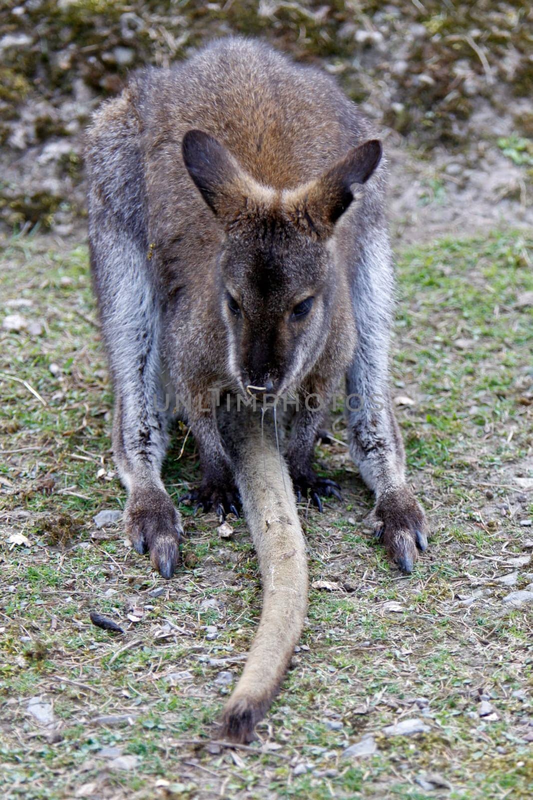 Bennett Kangaroo with Lumpy Jaw Disease