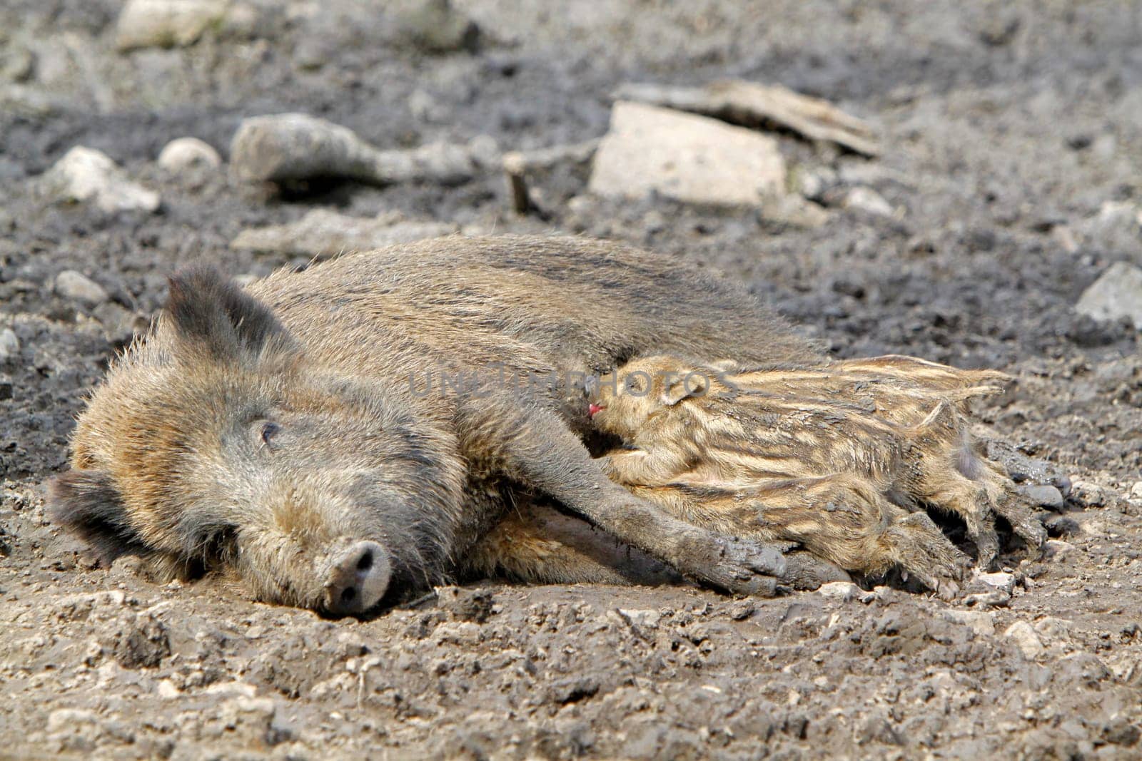 Wild boar family