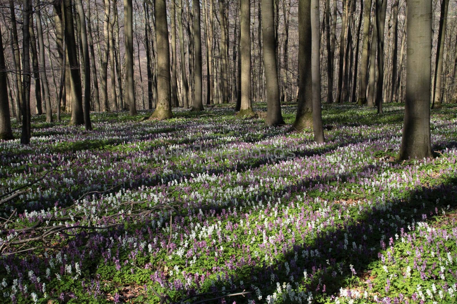 Lark spur blossom on the Bärenkopf in the Kalletal