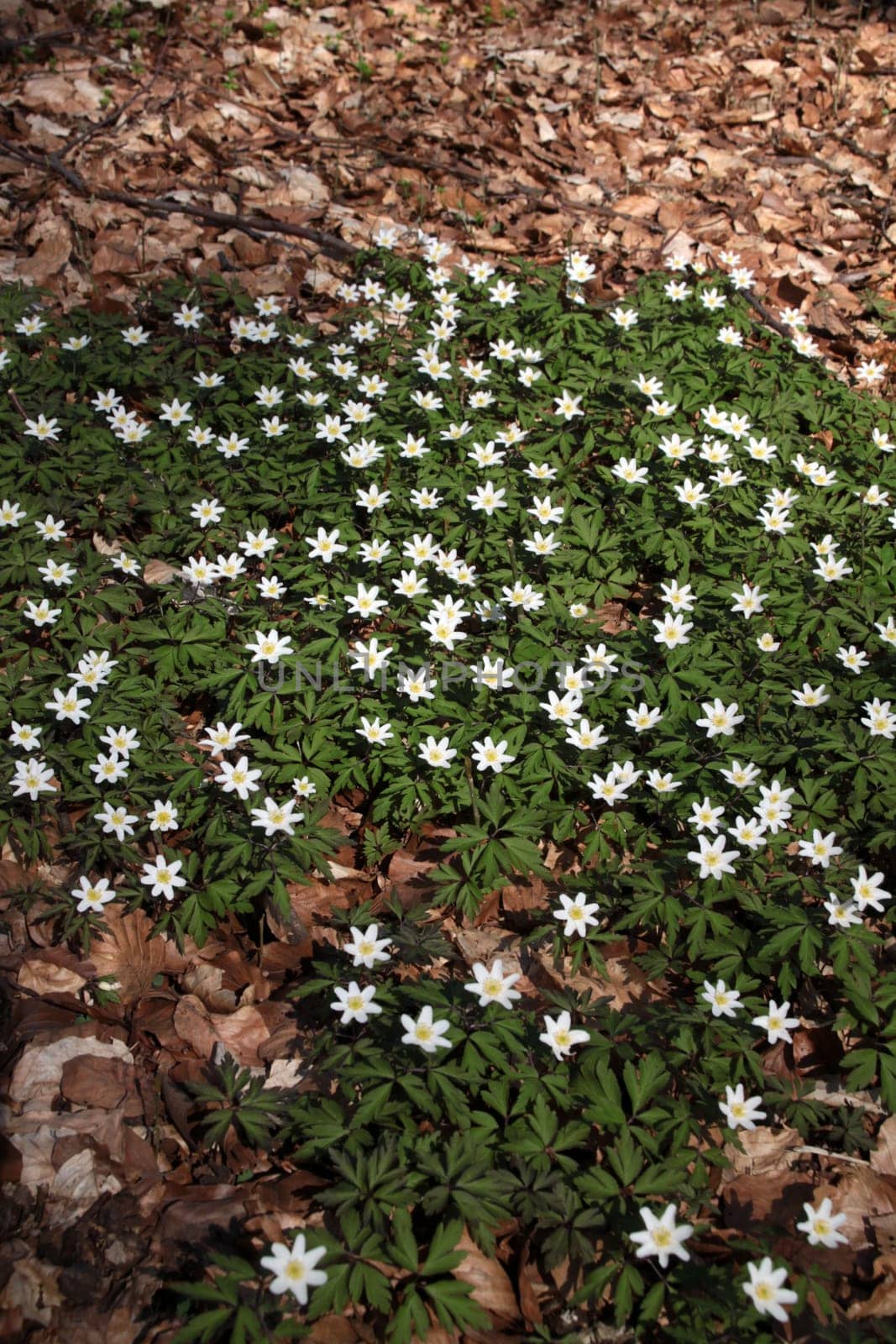 Anemones on the Bärenkopf (Kalletal)