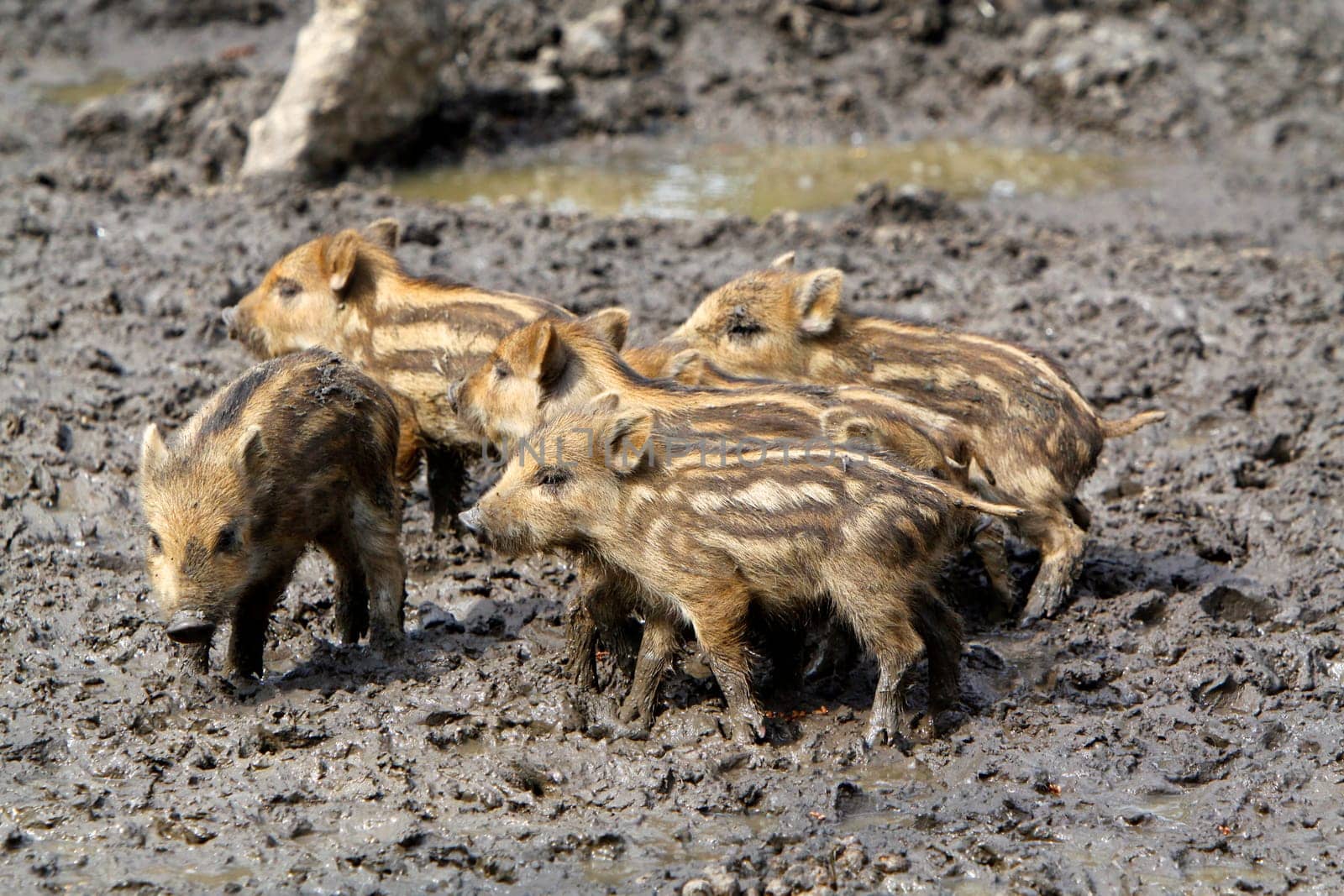 Wild Boar Newcomers