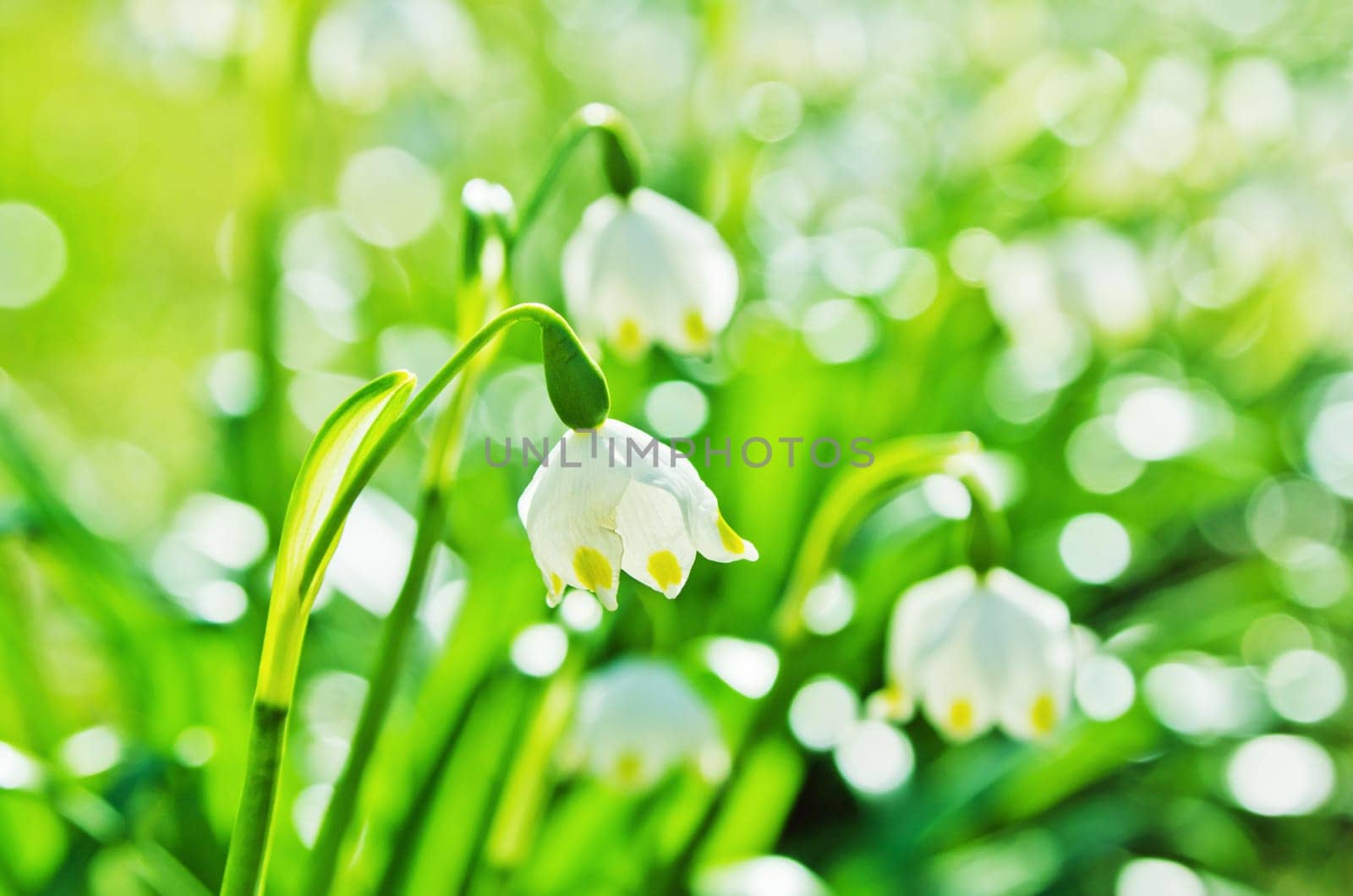 White Spring snowdrops, close-up