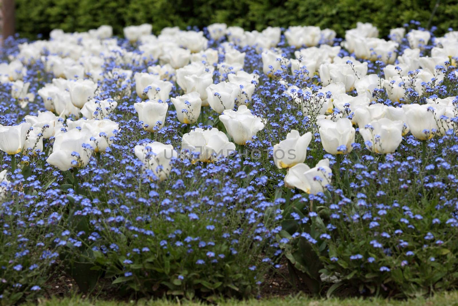 Details of a flowerbed made ??up of white tulips and blue forget me not.