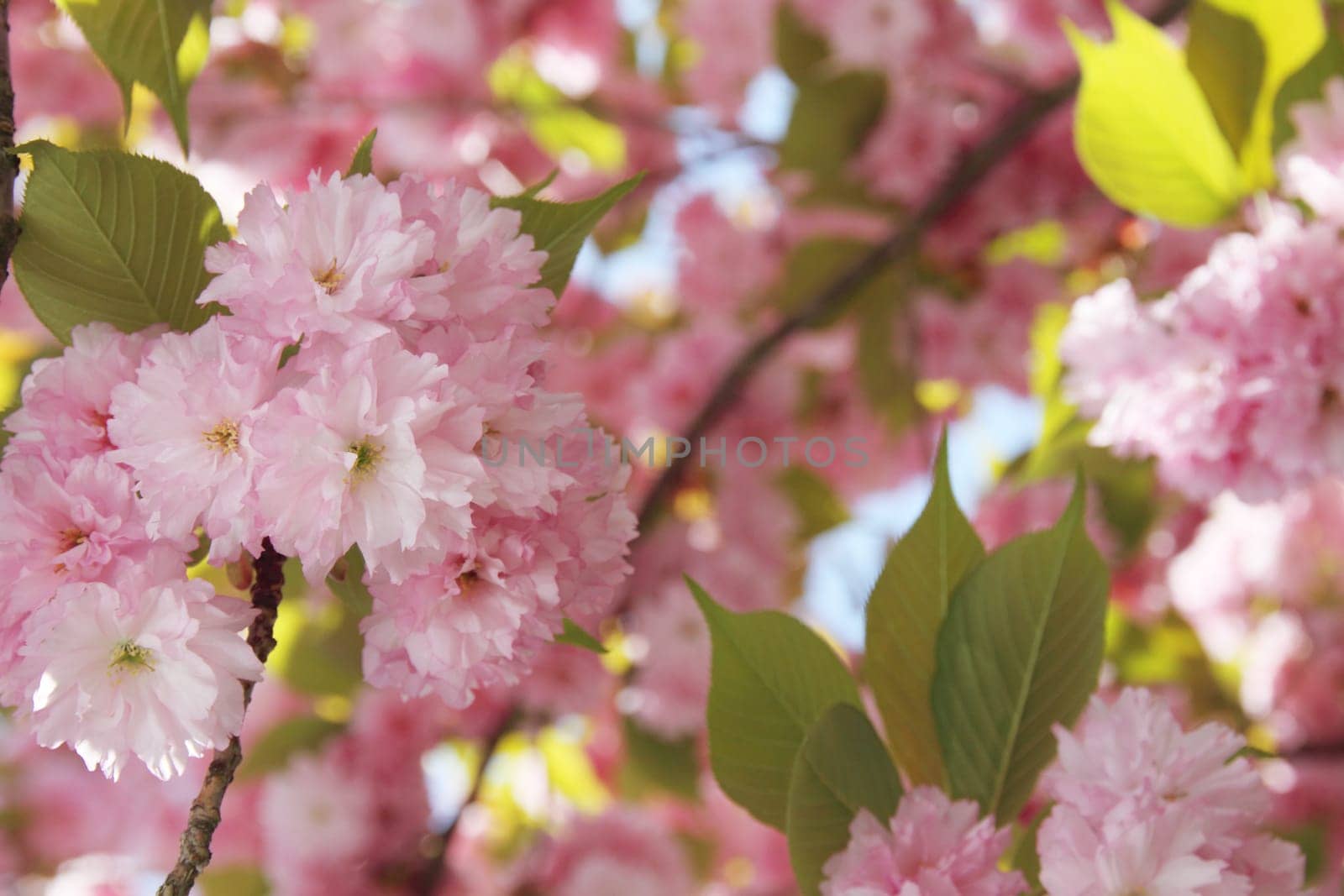 Cherry blossoms