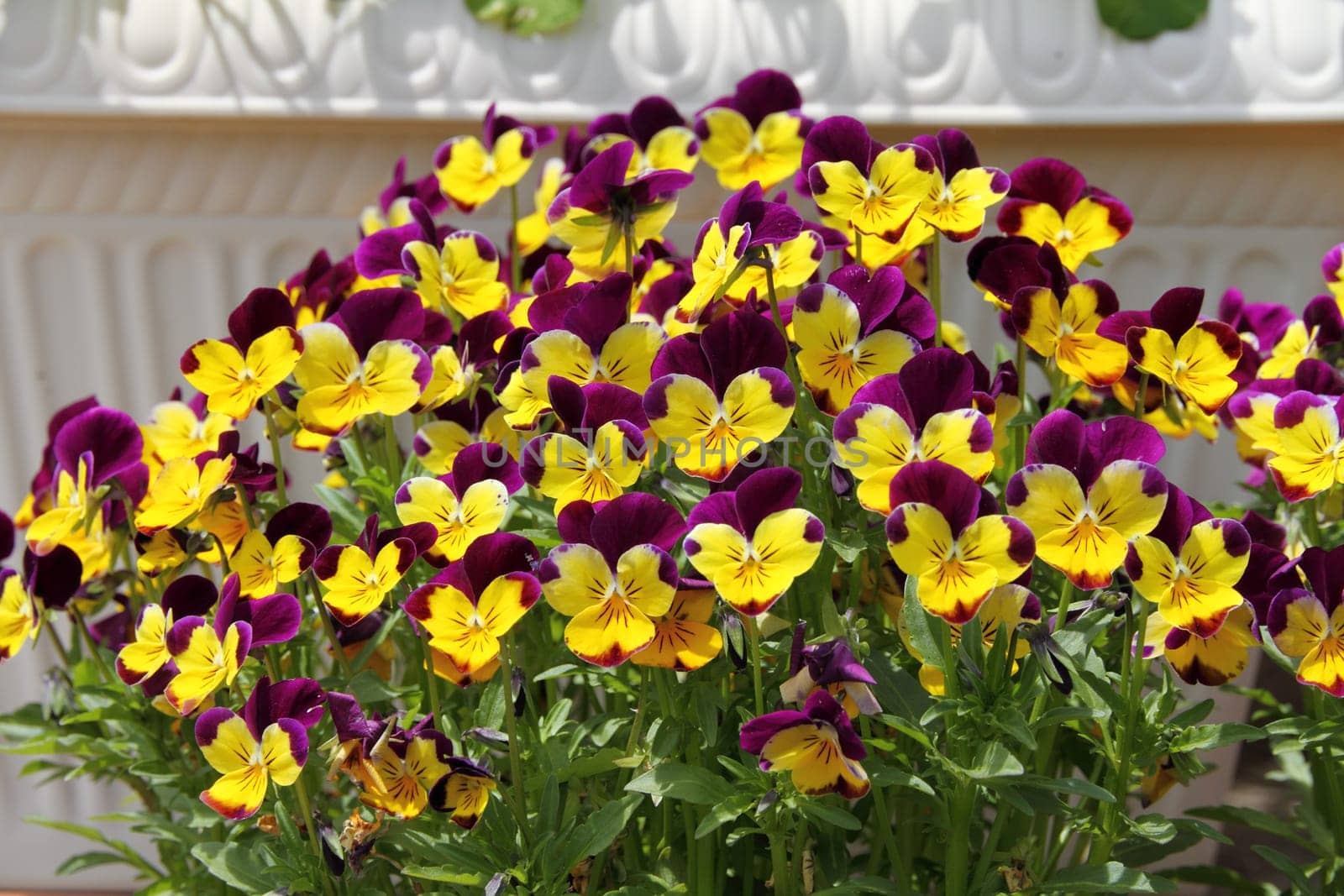 Pansy flowers