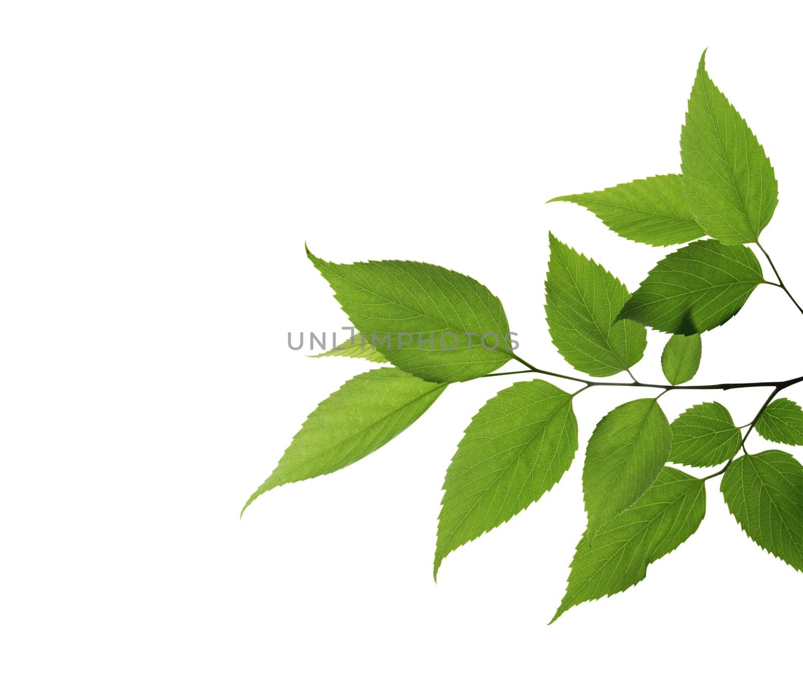 leaf isolated on white background