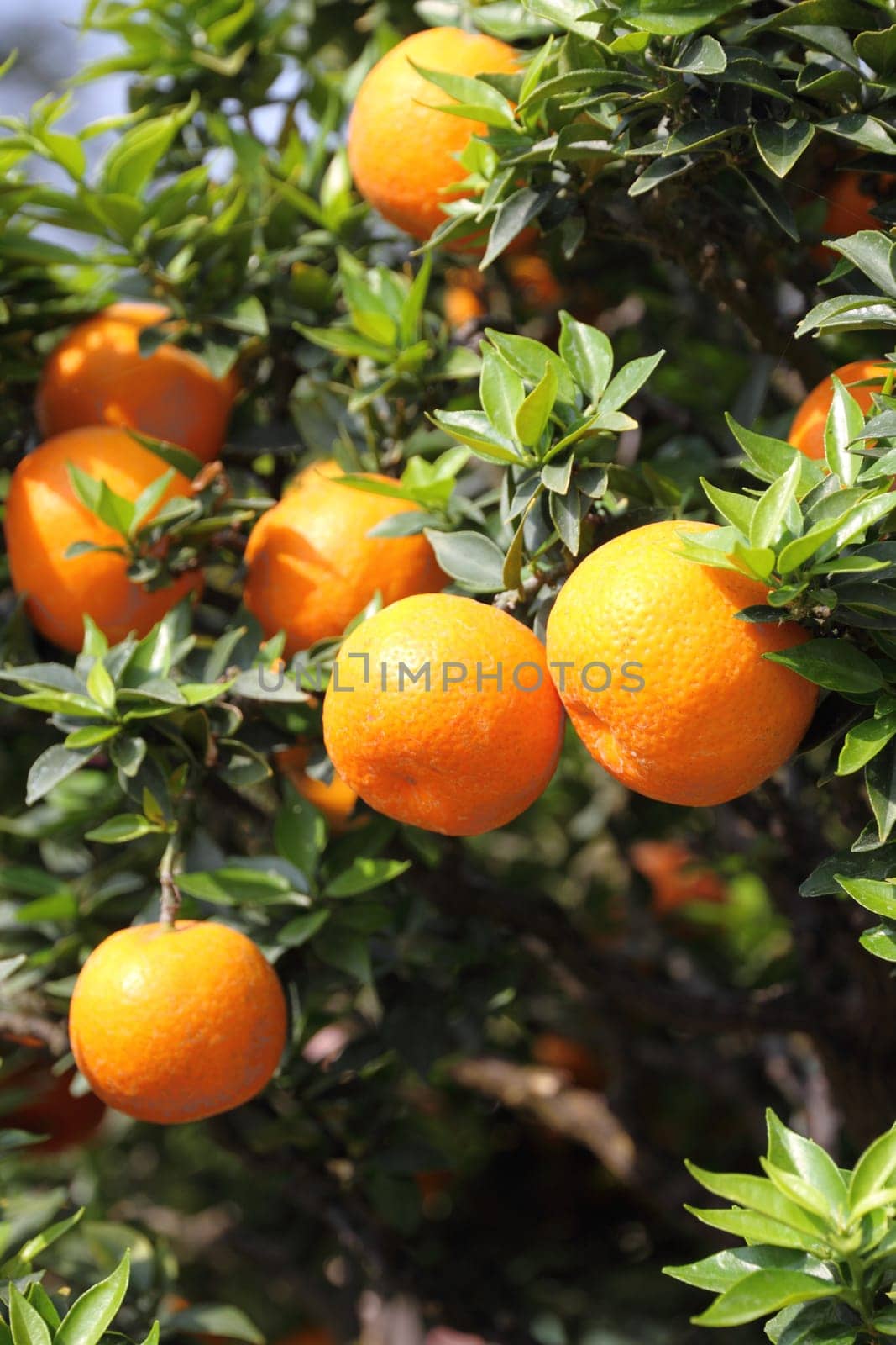 Growing tangerines