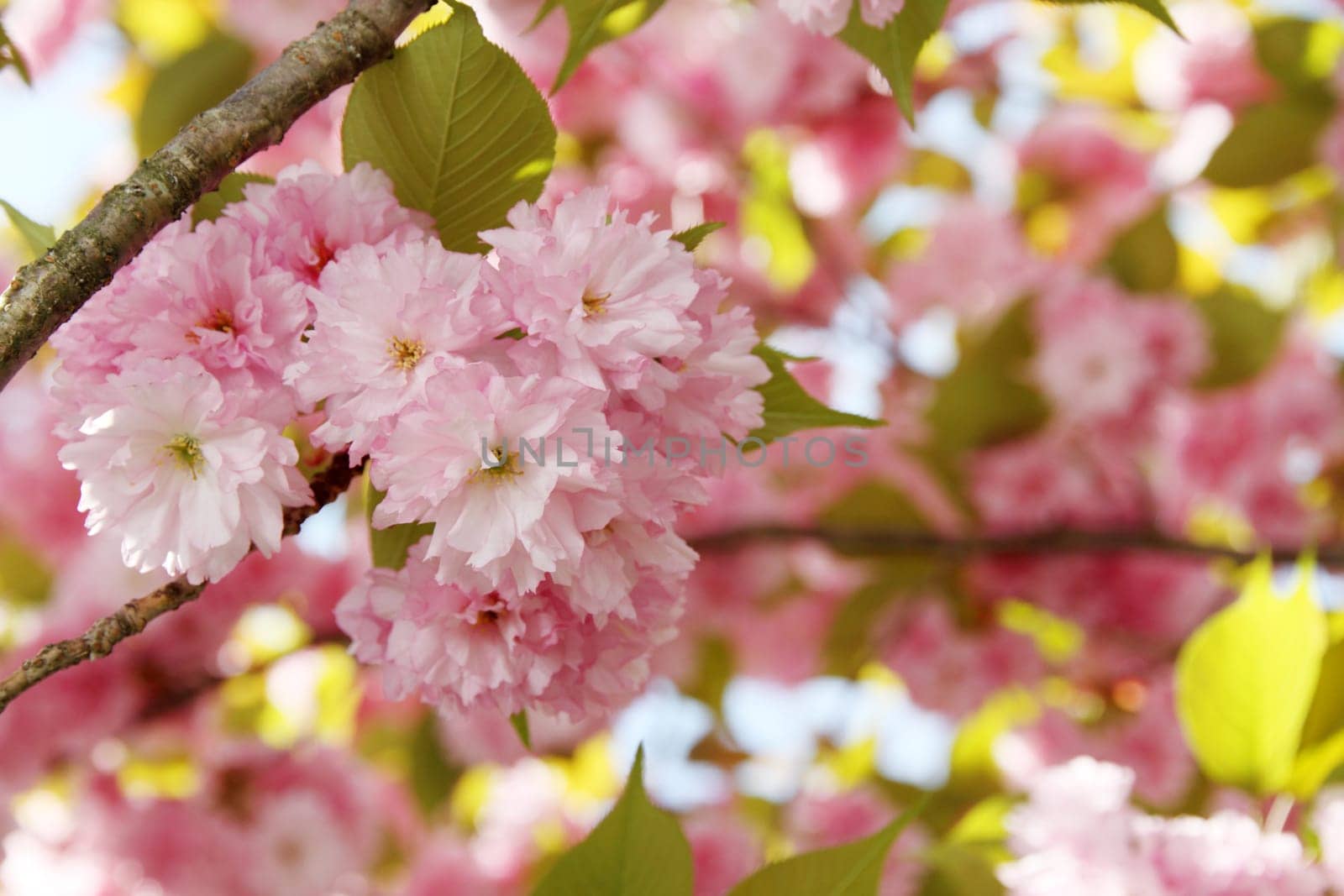 Cherry blossoms