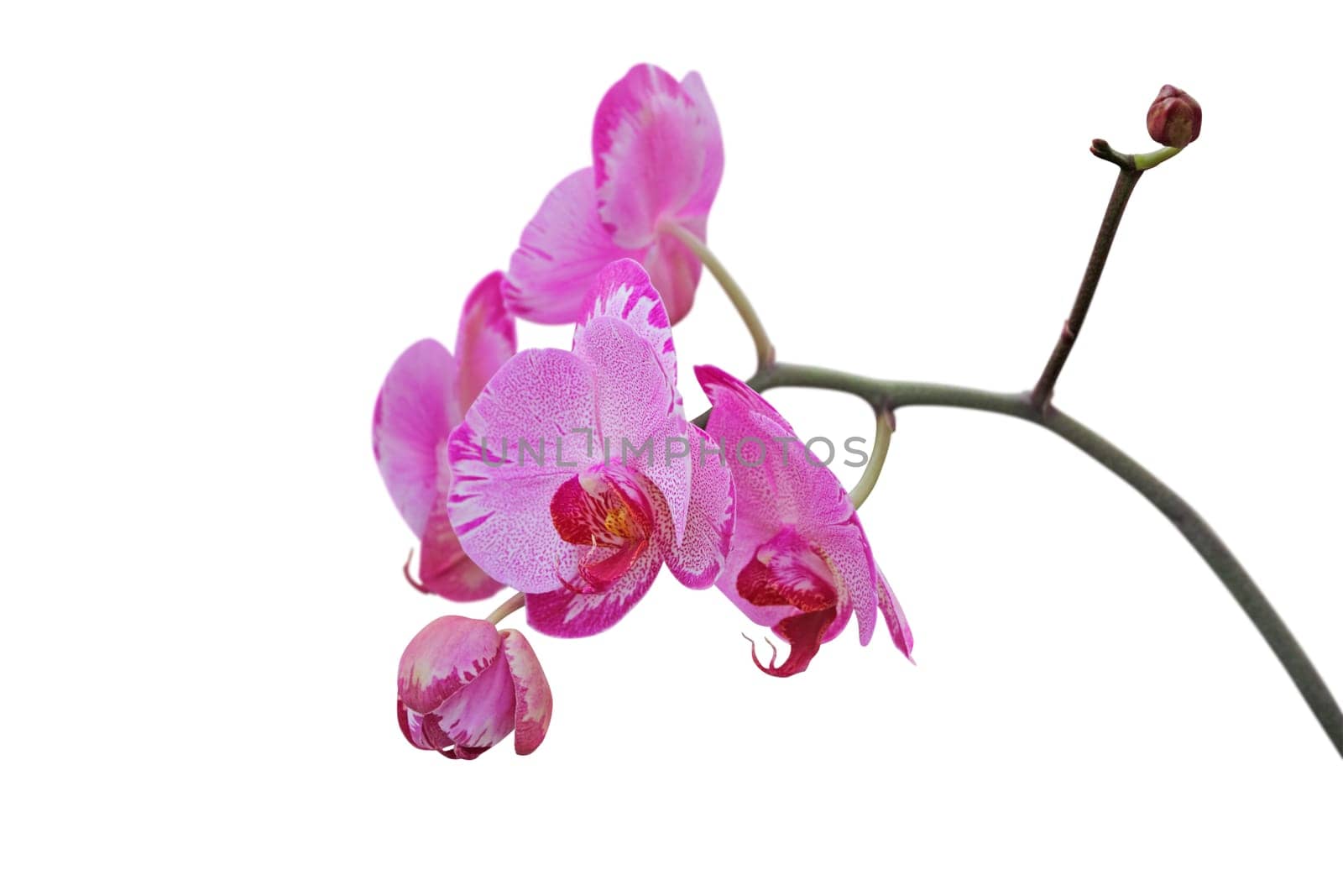 Pink orchid flower, isolated on white background