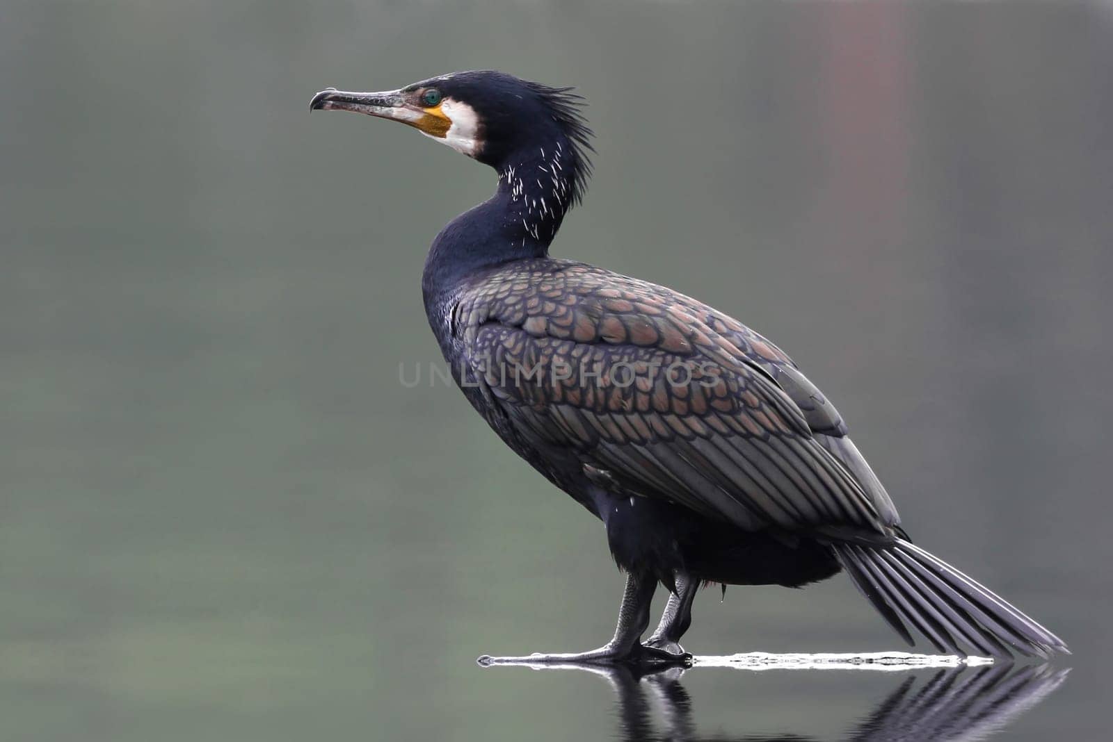 Phalacrocorax carbo - The Cormorant