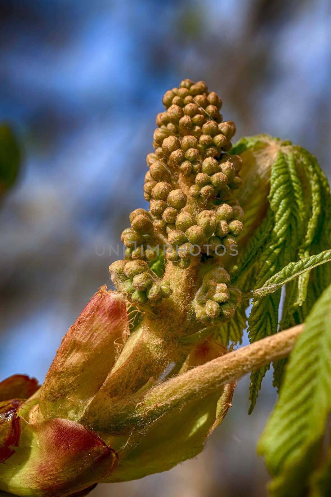 Flower bud of the common horse chestnut - macro shot - postcard effect