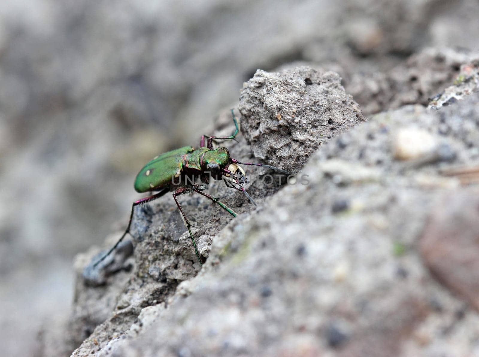 Field Sandpiper (Cicindela campestris)