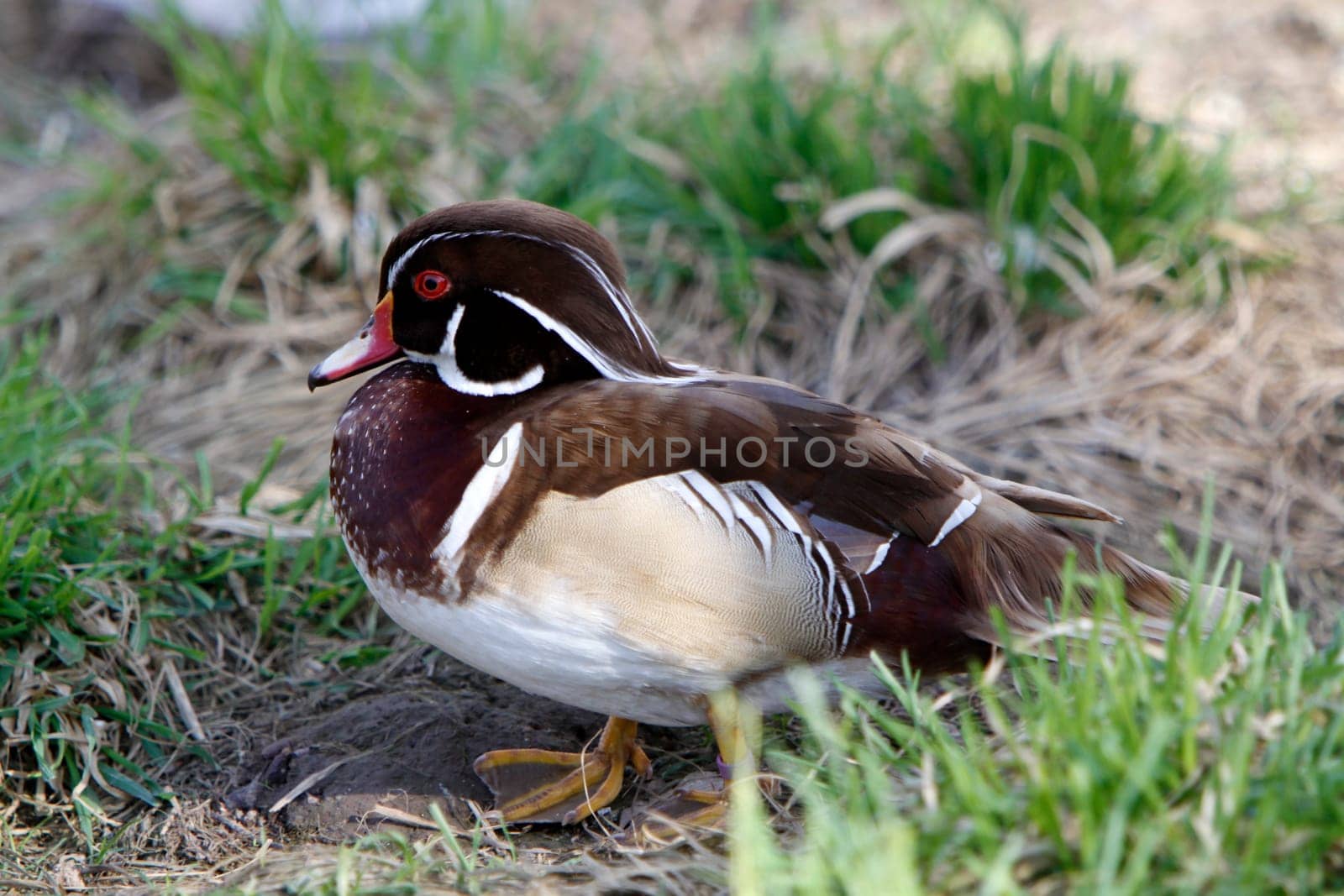 Bridal duck (drake in magnificent plumage)