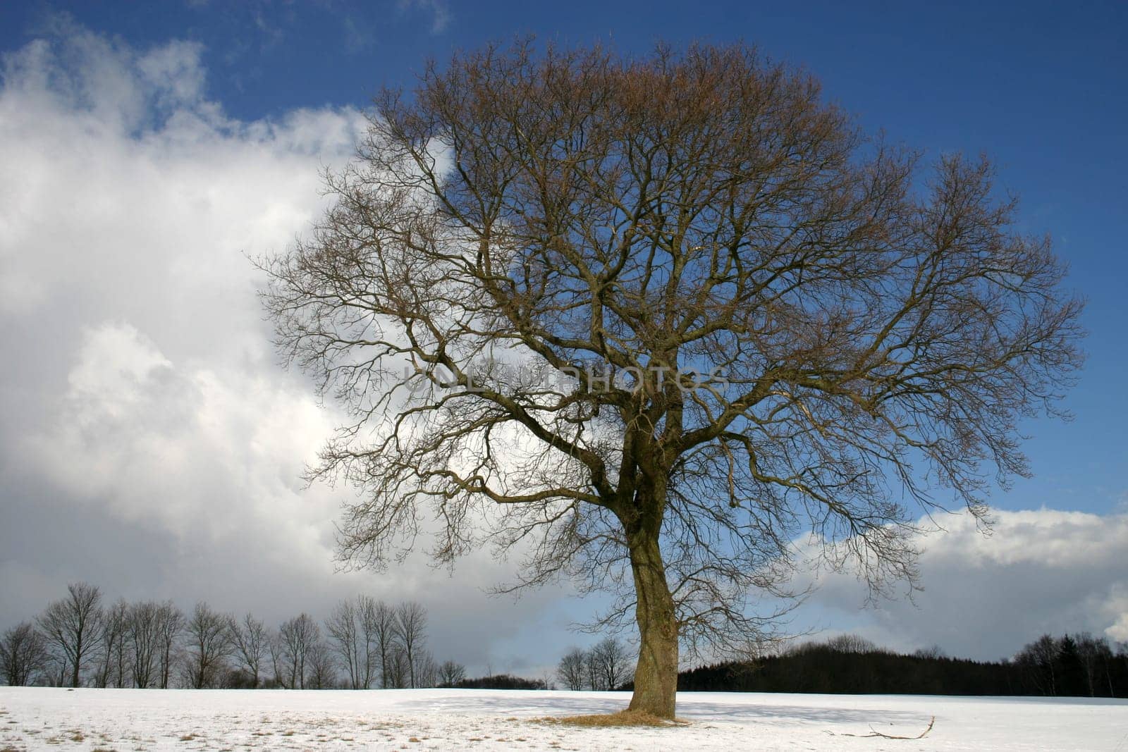 English oak in winter