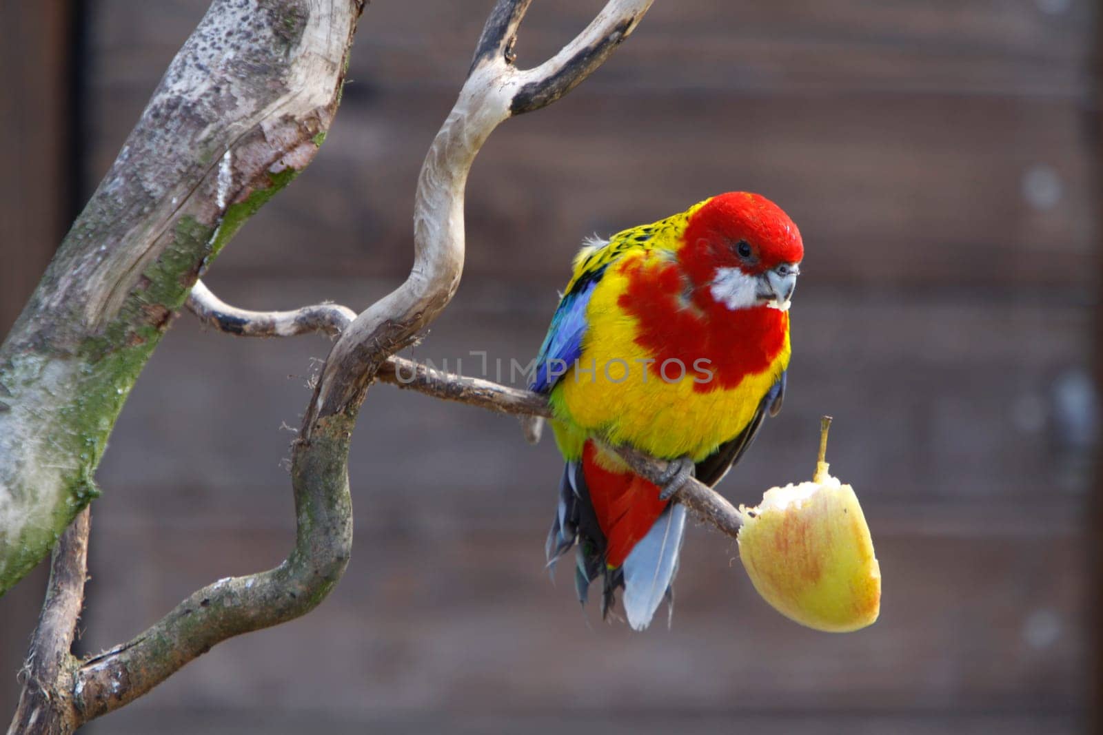 Rosella parakeet eats apple piece