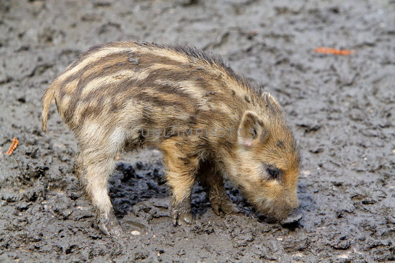 Wild boars Youngsters
