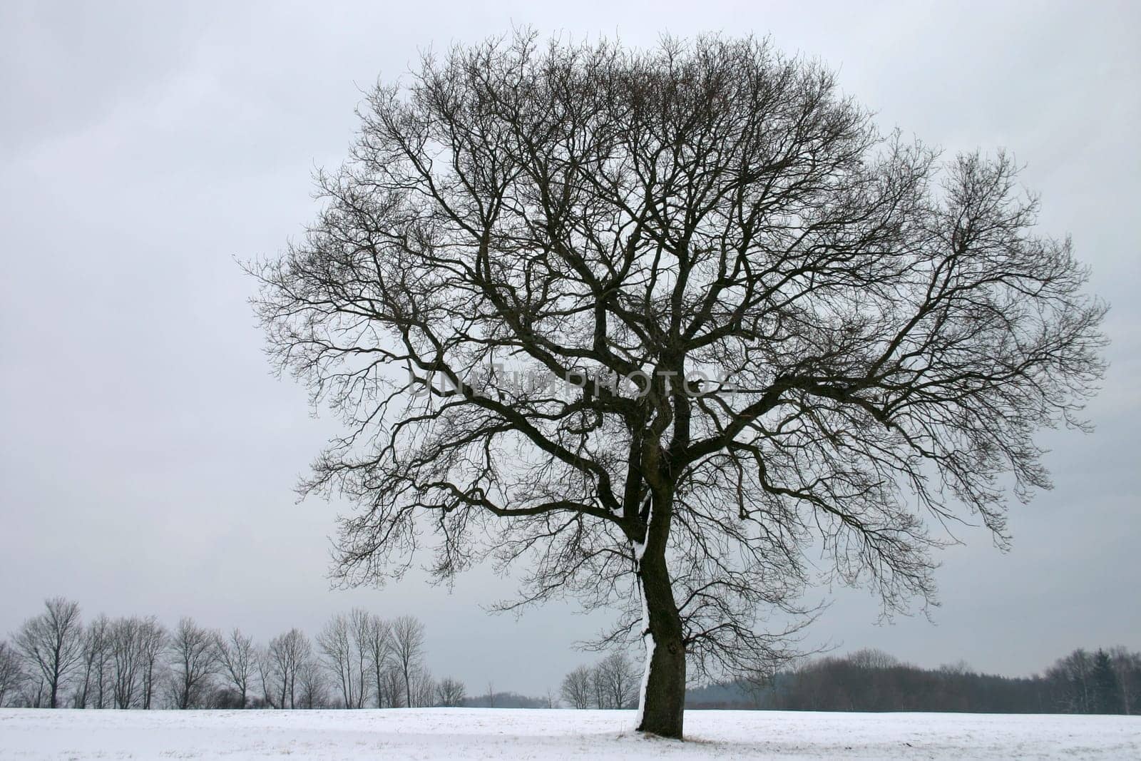 English oak in winter
