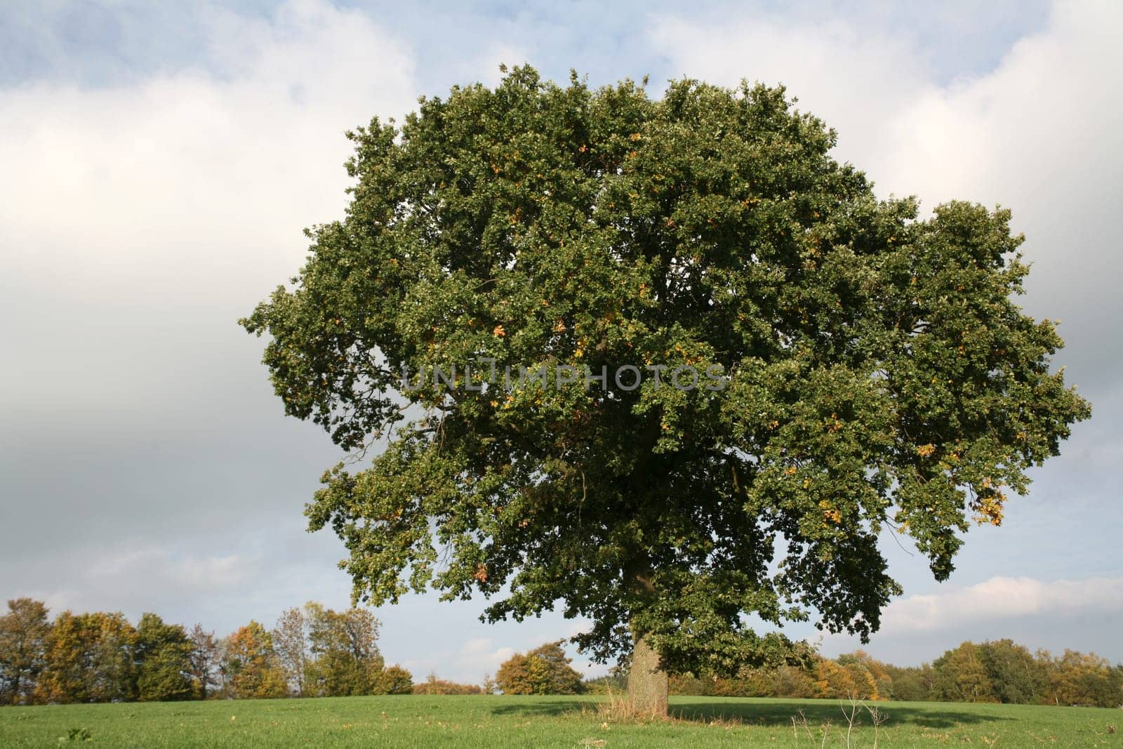 English oak in summer
