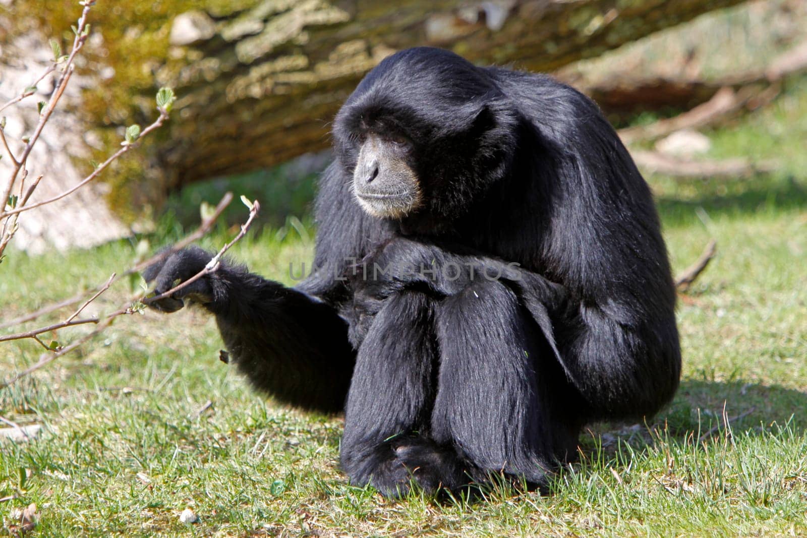 Siamang