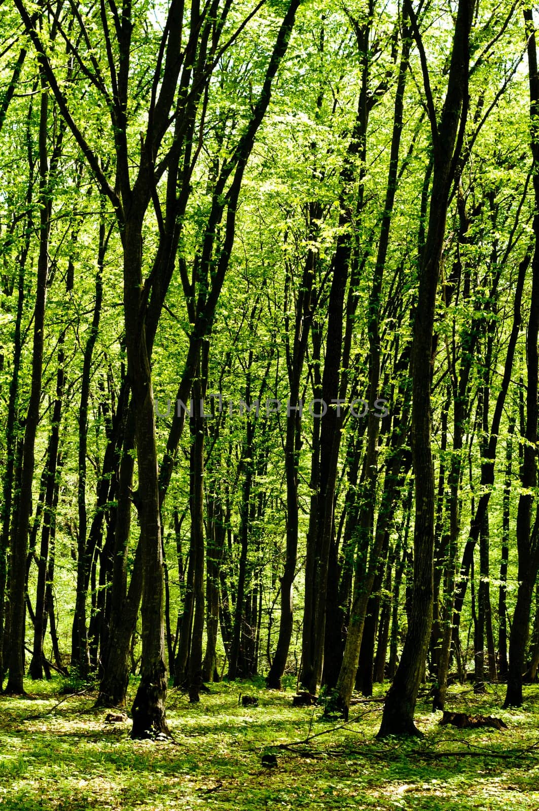 Forest background