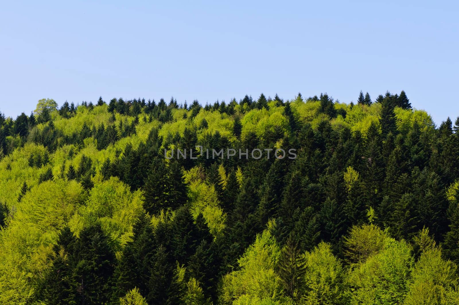 Forest background