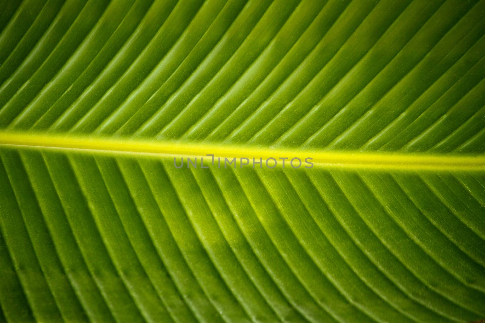 Close up view of a big palm tree leaf design.