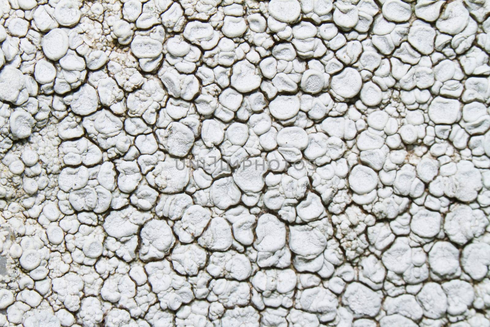 Close view detail of a white ochrolechia parella lichen.