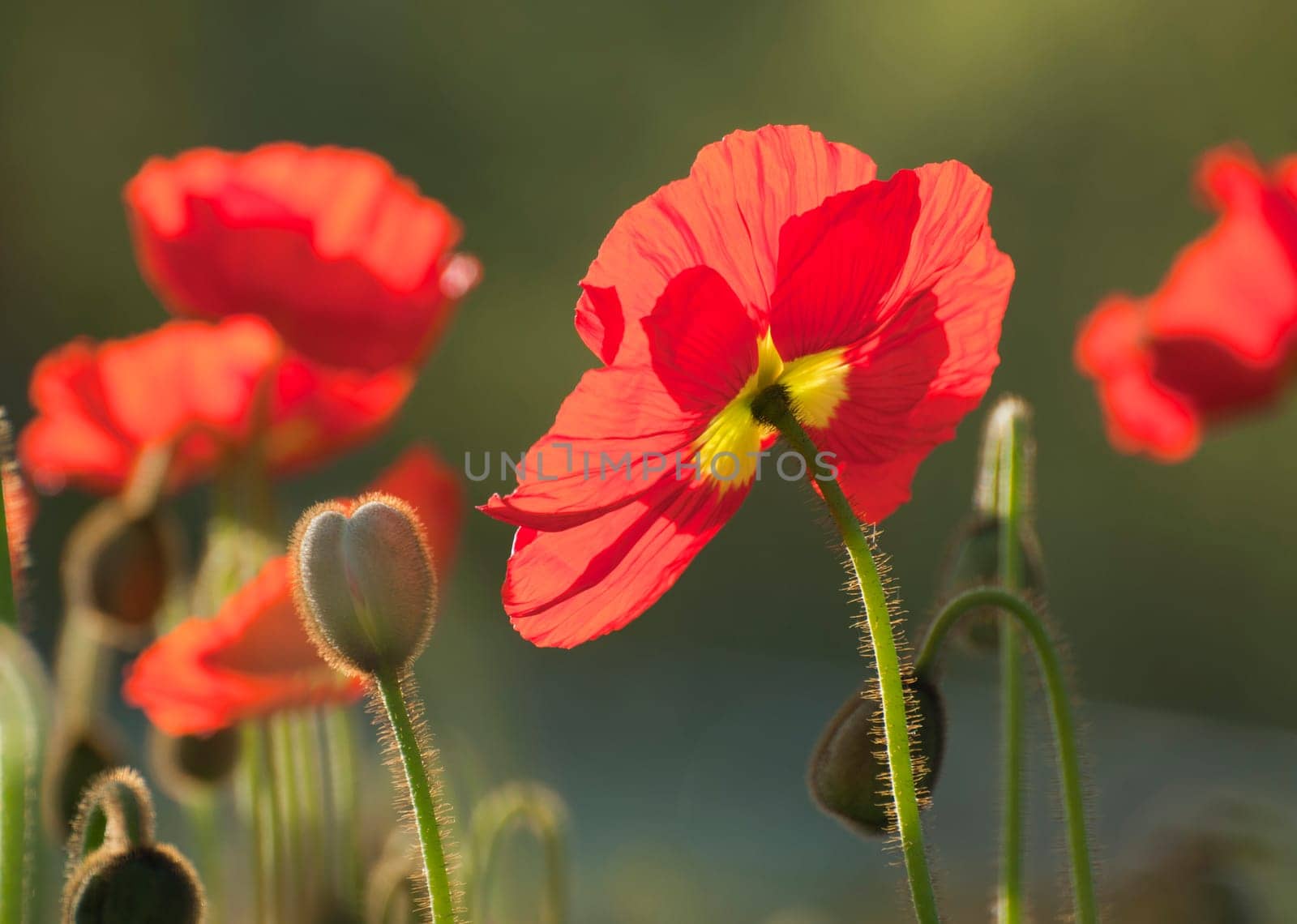 red poppy seeds backlit