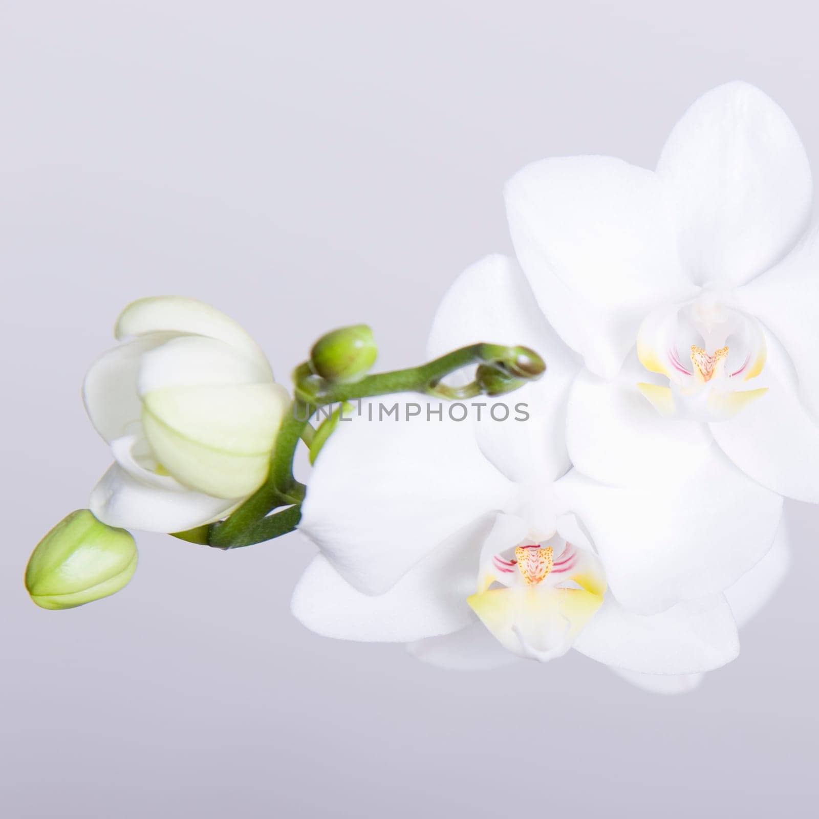 Orchid
