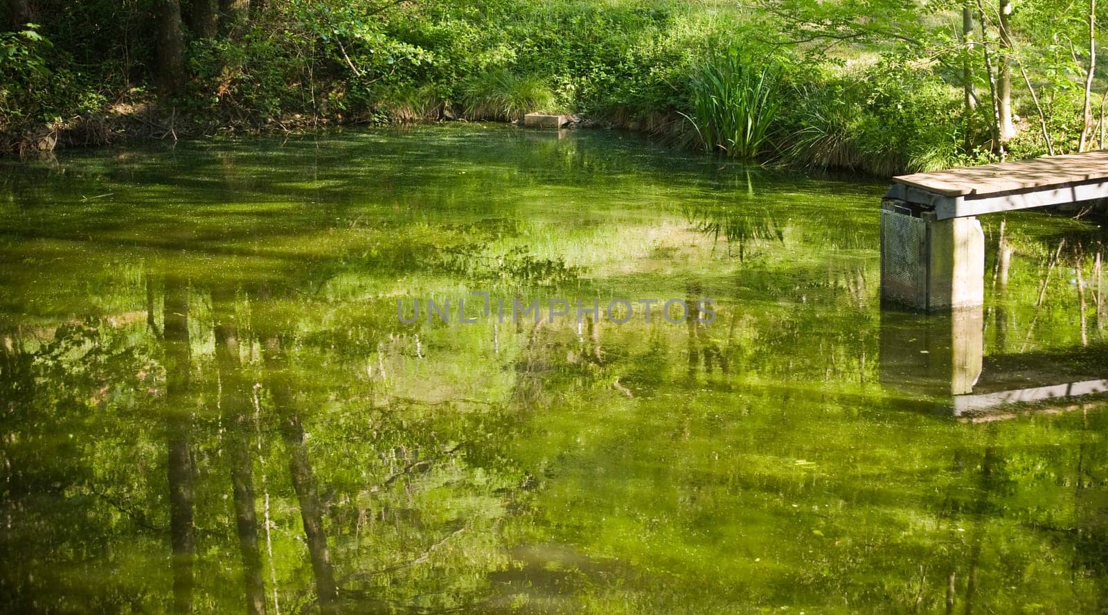Fish pond