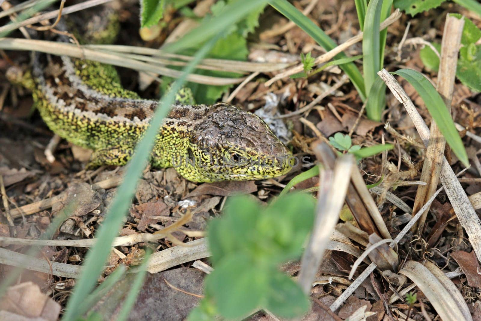 Male sand lizard in hiding