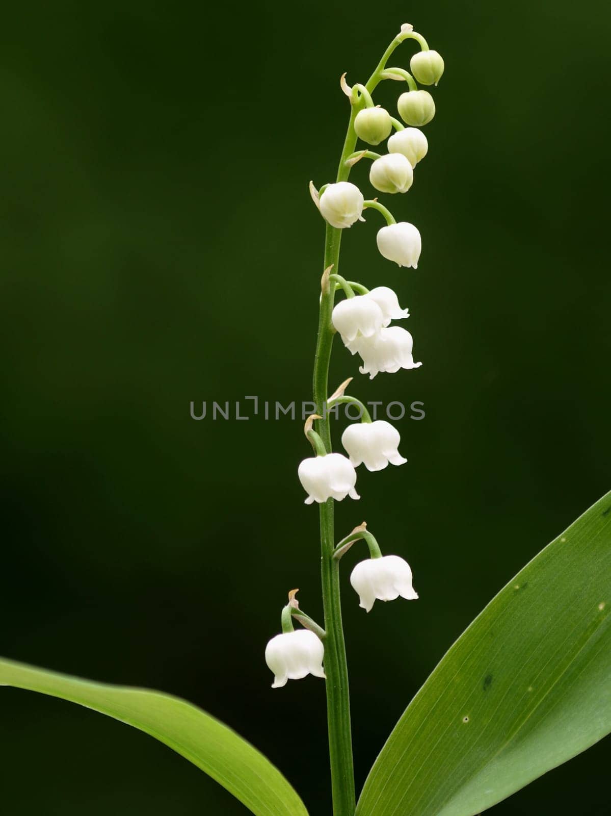 Lily of the valley