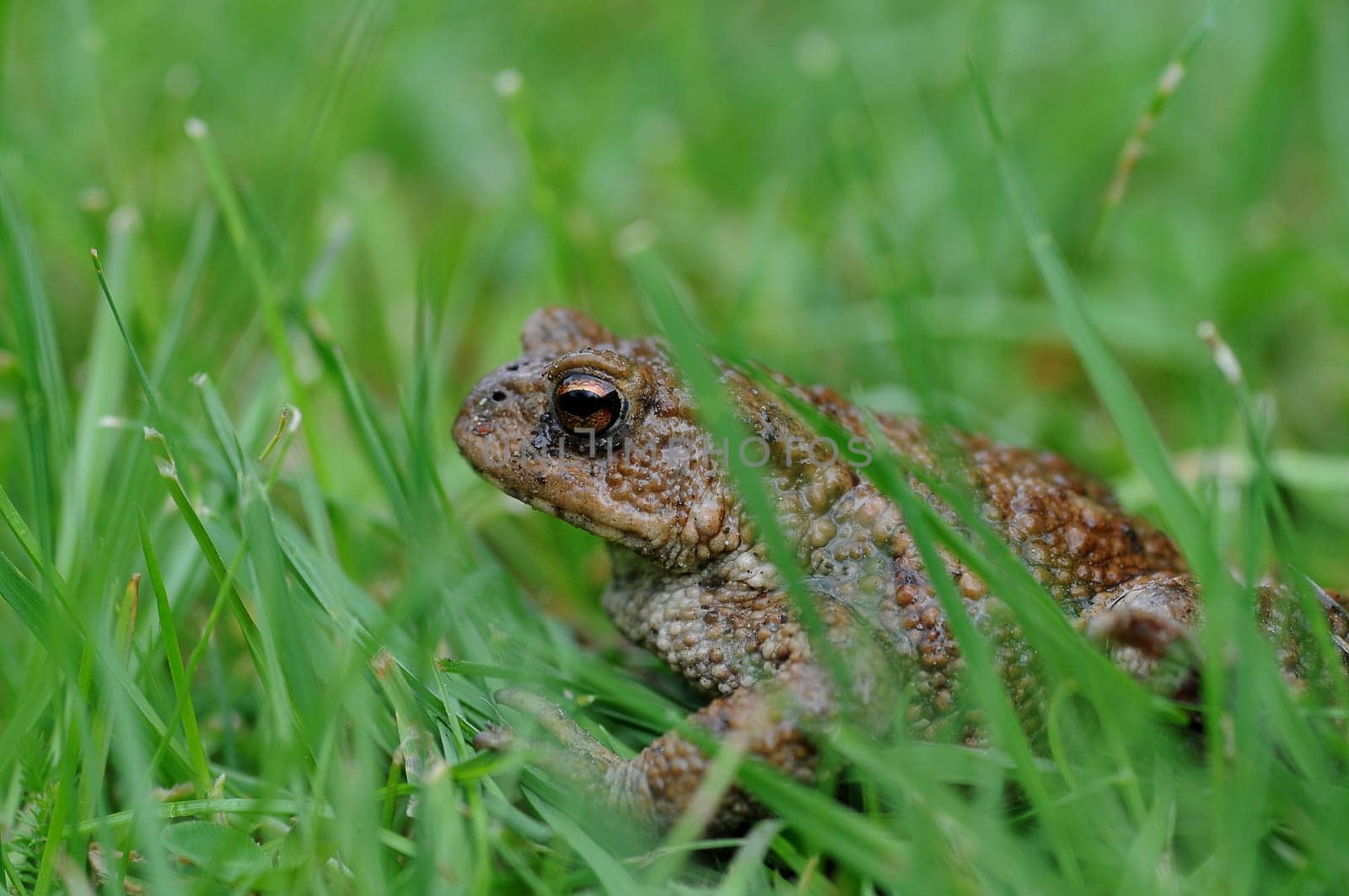 Toad