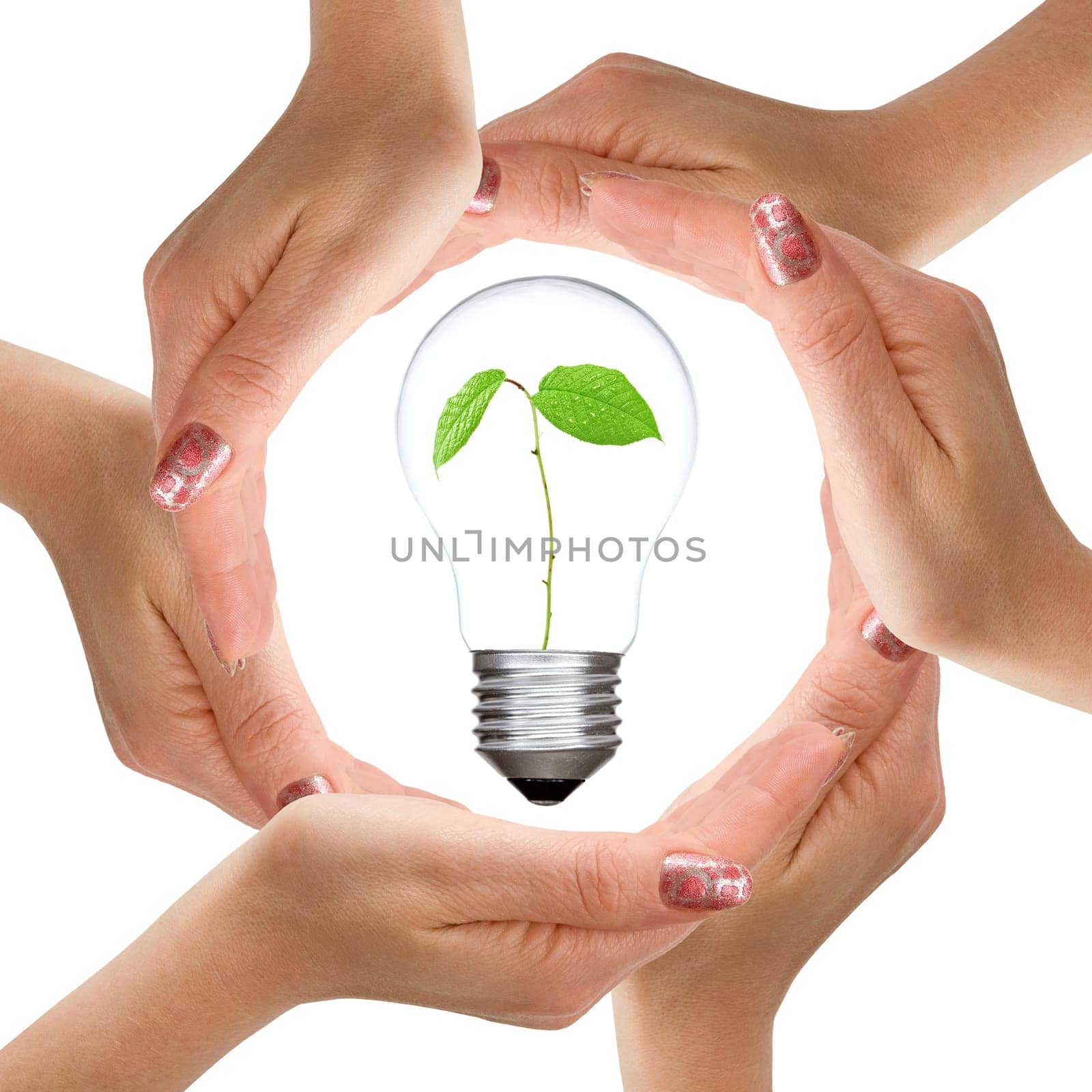 Hands and light bulb with plant inside. Isolated on white background