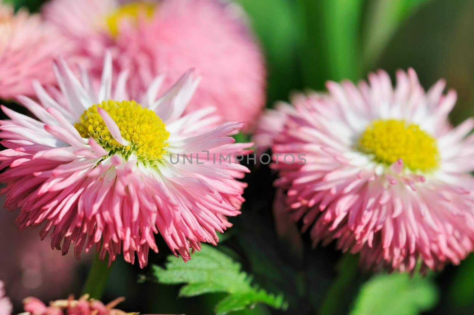 Daisy hybrids