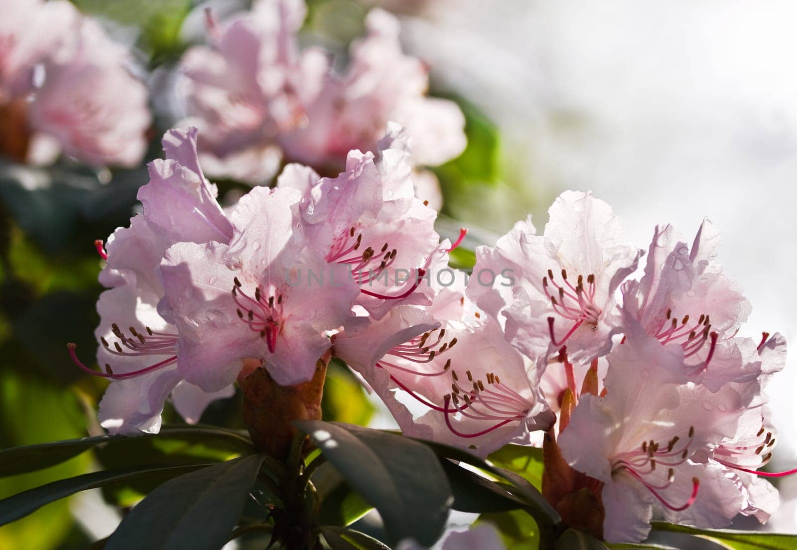 Sunshine on pink Rhododendron flowers in spring