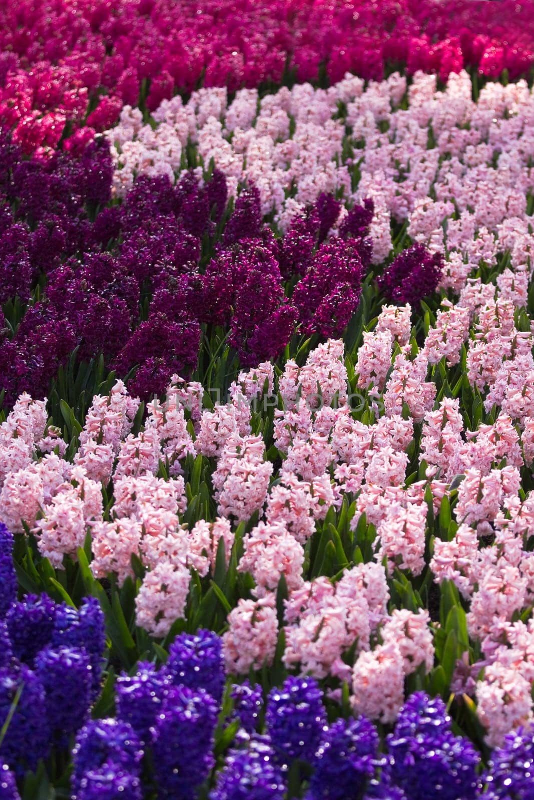 flowerbed with colorful hyacinths as decoration in spring