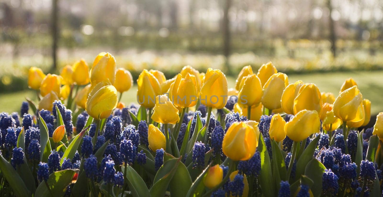 Yellow tulips and blue grape hyacinths with dewdrops in early morning light in spring
