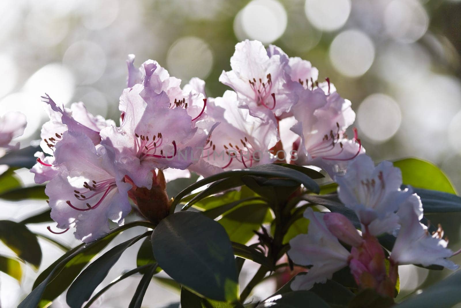 Backlight pink Rhododendron flowers in spring and bokeh in background