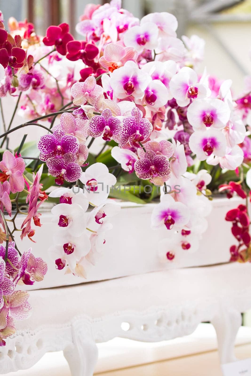 colorful moth orchids decoration