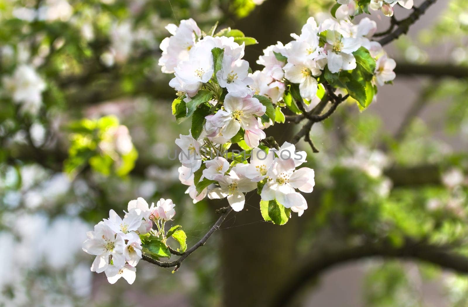 Sunlight on branch with appleblossom on appletree in spring - horizontal