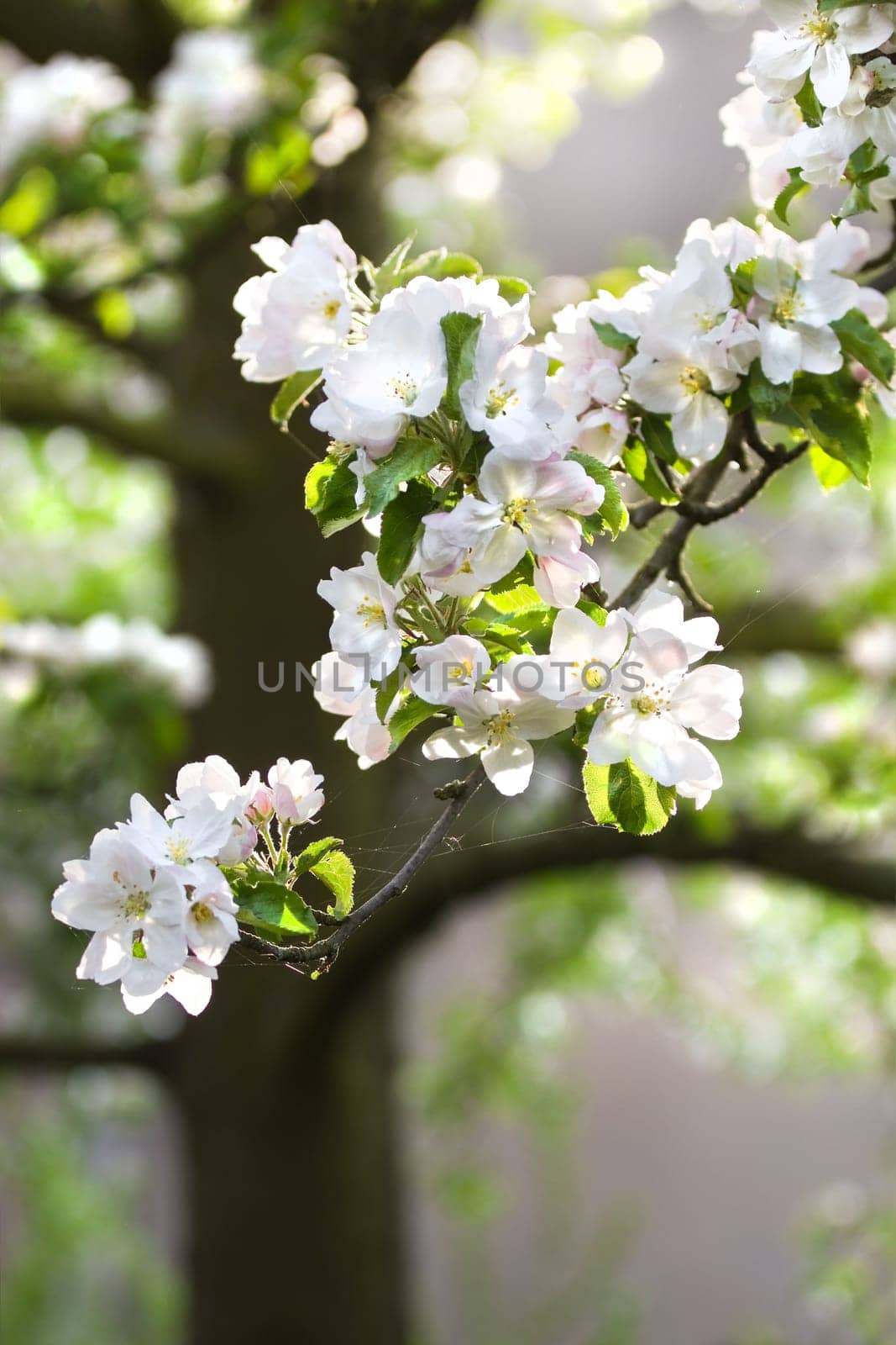 Sunlight on branch with appleblossom on appletree in spring - vertical