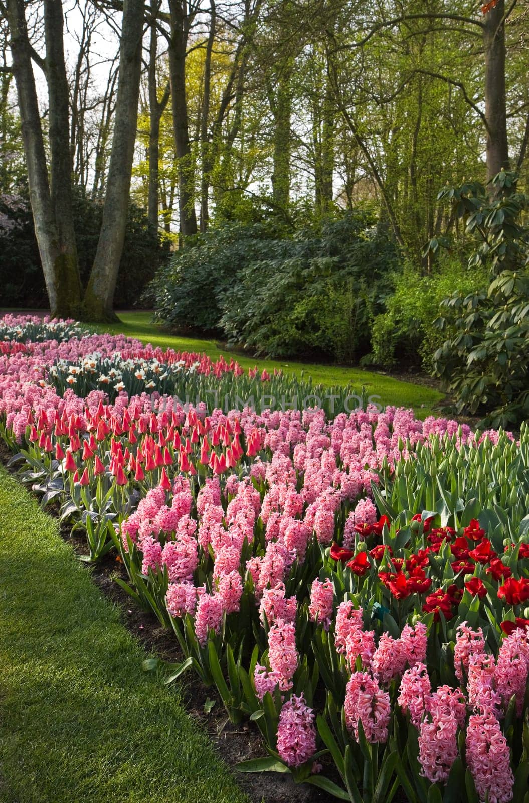 Park in spring with beautiful pink tulips and hyacinths